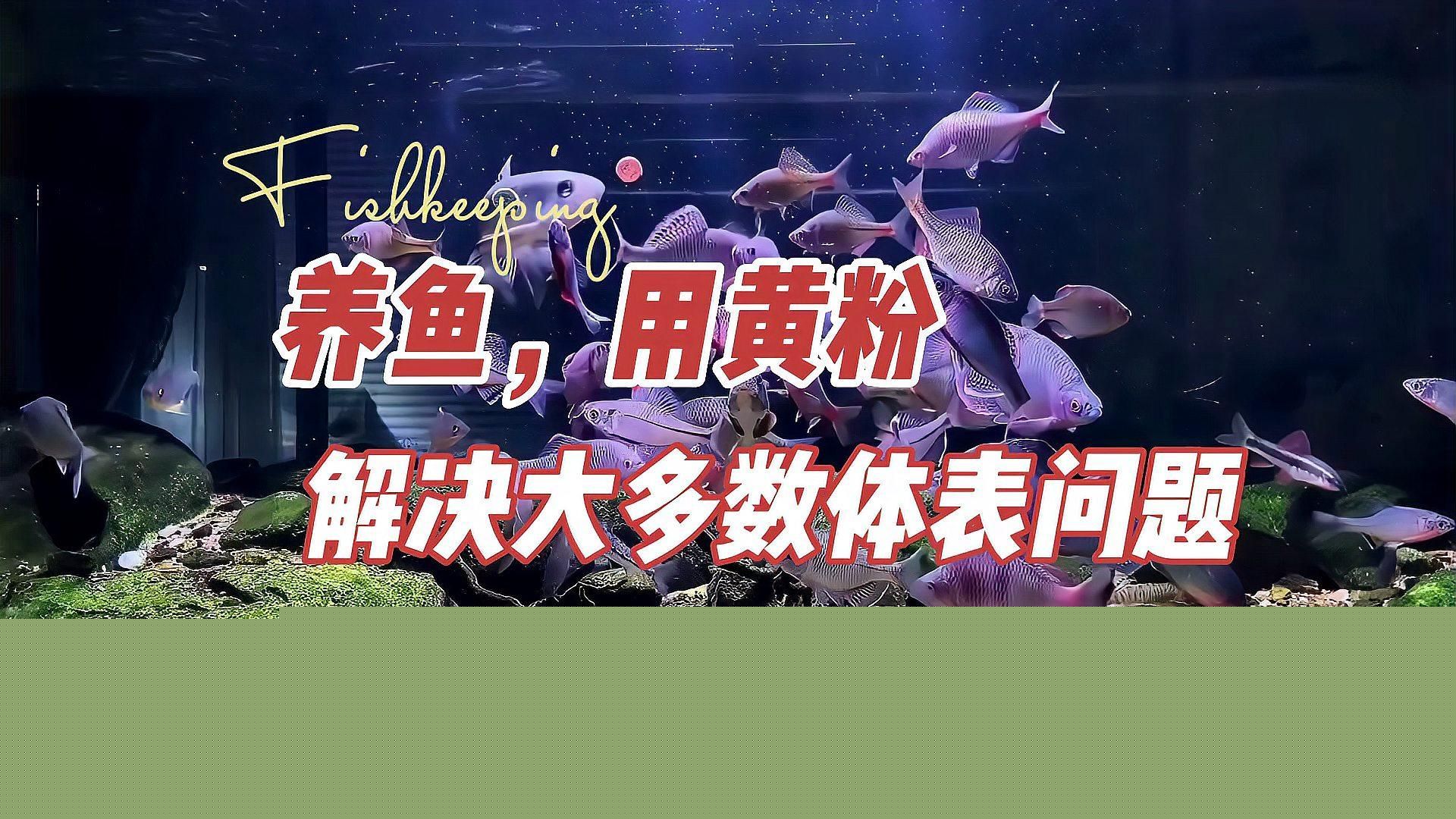 加了黃粉不換水可以嗎，新手養魚常備藥之--甲基藍,黃粉不換水可以嗎