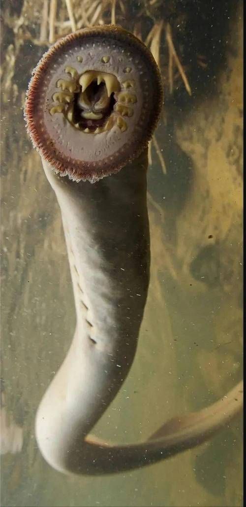 能否提供這些生物的圖片，魚類浮頭后如何急救