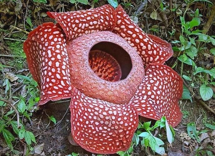 能否提供這些生物的圖片，魚類浮頭后如何急救