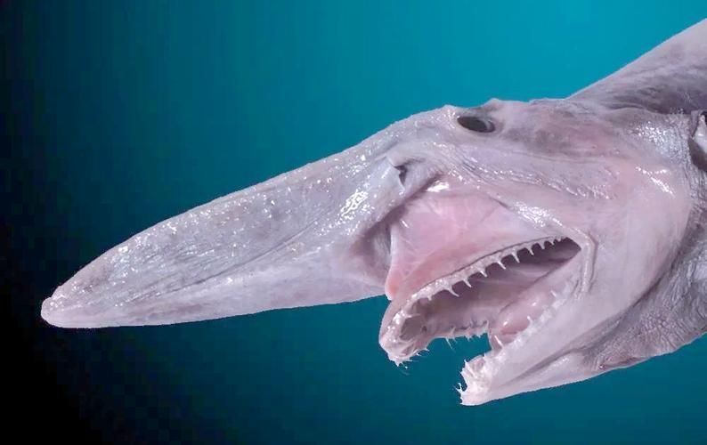 能否提供這些生物的圖片，魚類浮頭后如何急救