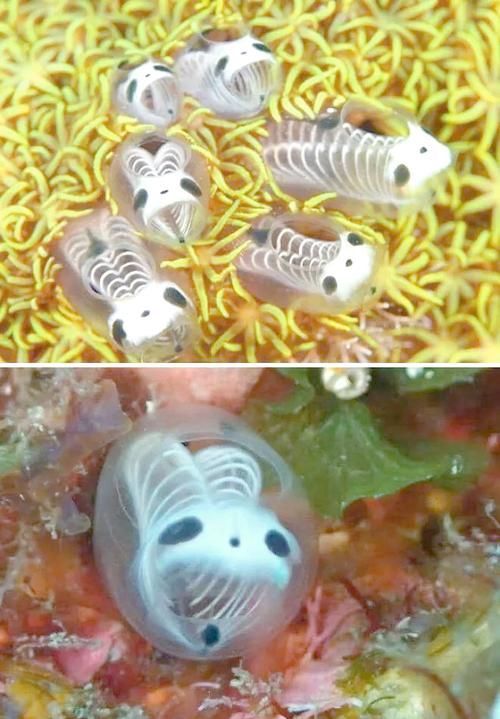 能否提供這些生物的圖片，魚類浮頭后如何急救