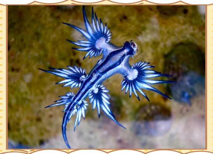 能否提供這些生物的圖片，魚類浮頭后如何急救