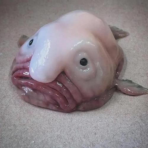 能否提供這些生物的圖片，魚類浮頭后如何急救