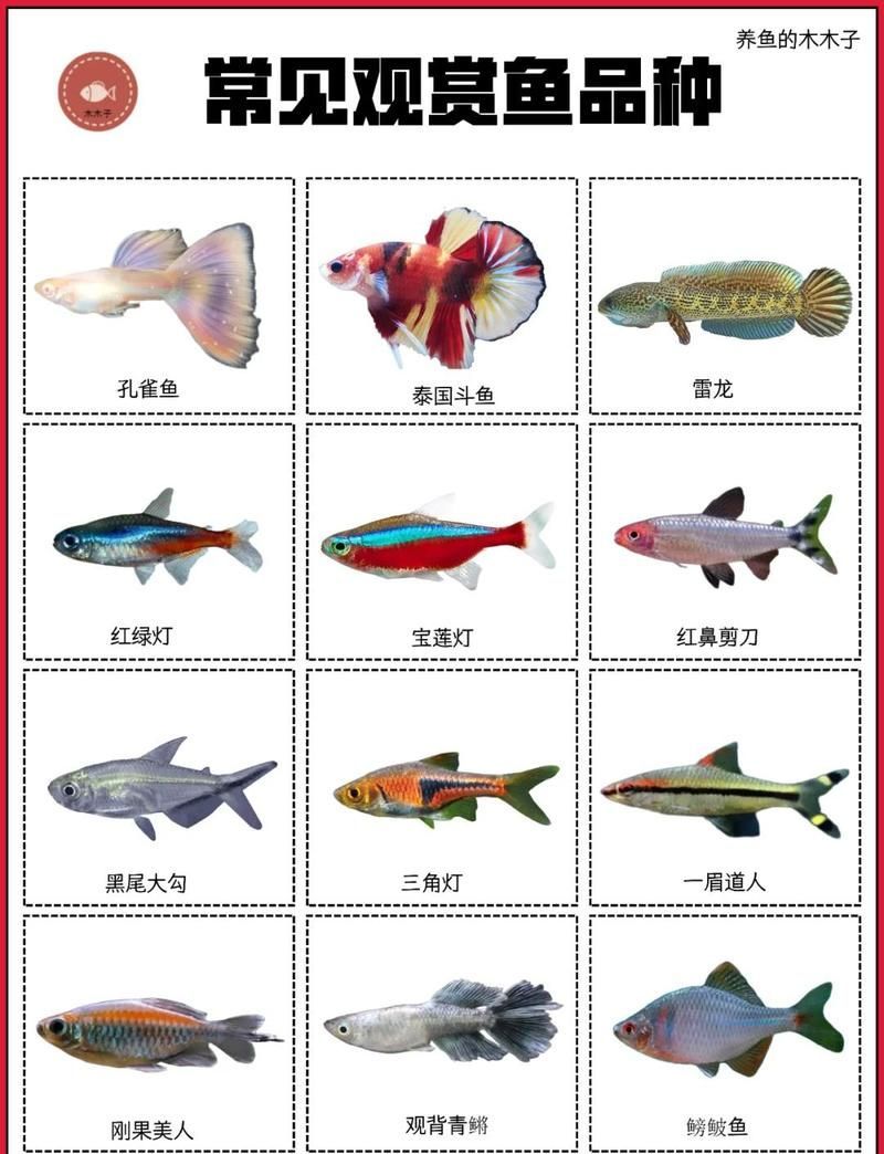 觀賞魚的種類，中國9種超好養的觀賞魚,你知道幾種，適合新手的觀賞魚