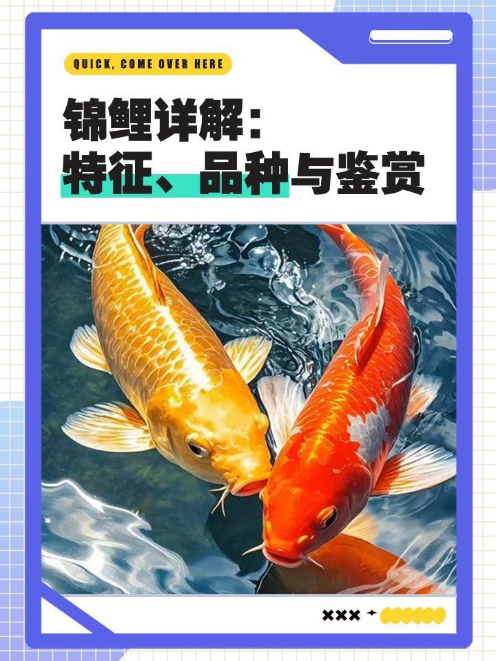 觀賞魚的種類，中國9種超好養的觀賞魚,你知道幾種，適合新手的觀賞魚