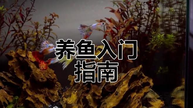觀賞魚的種類，中國9種超好養的觀賞魚,你知道幾種，適合新手的觀賞魚