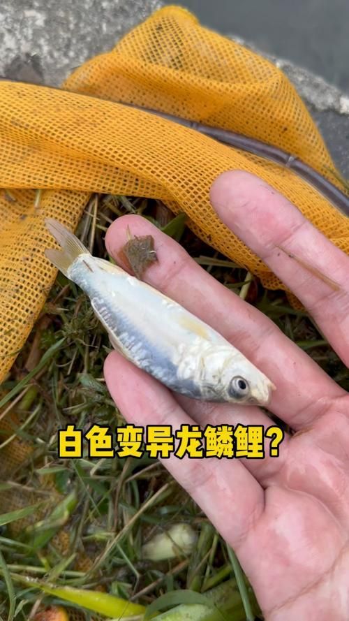 如何辨別小白龍魚的品質和新鮮度？，如何辨別小白龍魚