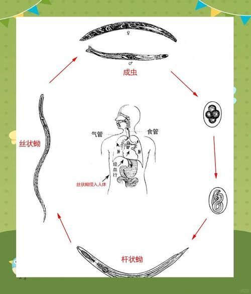 如何預防寄生蟲感染