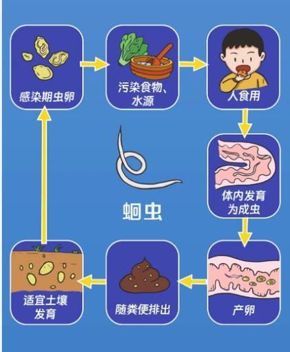 如何預防寄生蟲感染