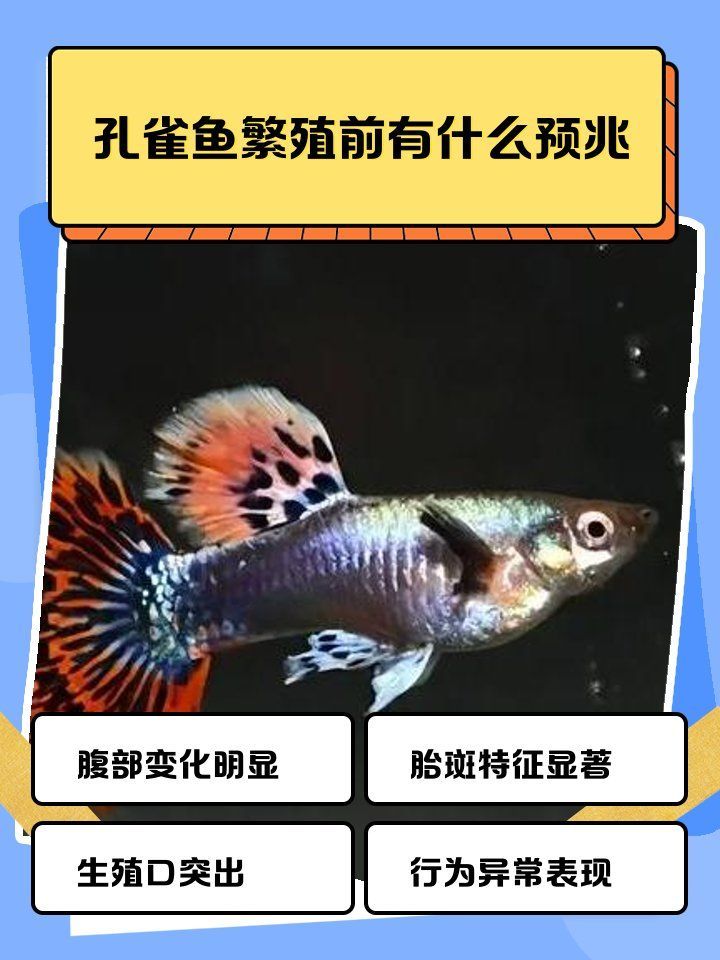 如何判斷孔雀魚是否準(zhǔn)備繁殖，判斷孔雀魚是否準(zhǔn)備繁殖需要觀察其行為和生理變化
