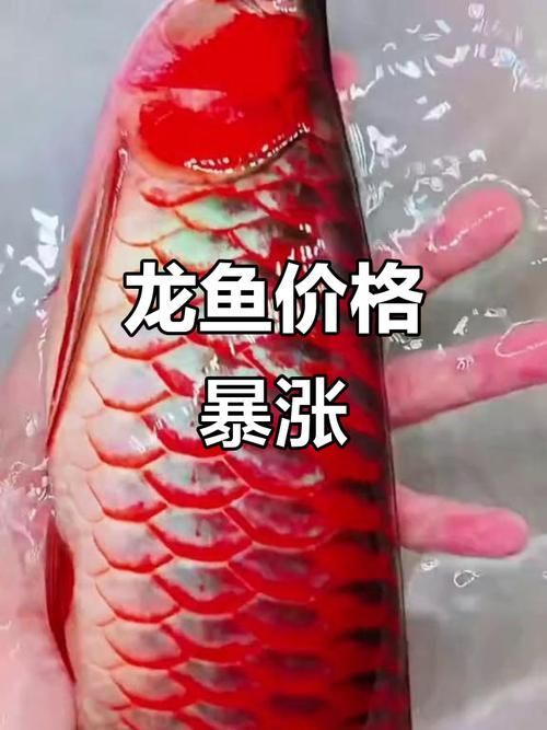 蘭州紅龍魚的價格范圍是多少？，蘭州紅龍魚價格因品種、大小和健康狀況而異，蘭州紅龍魚價格范圍是多少