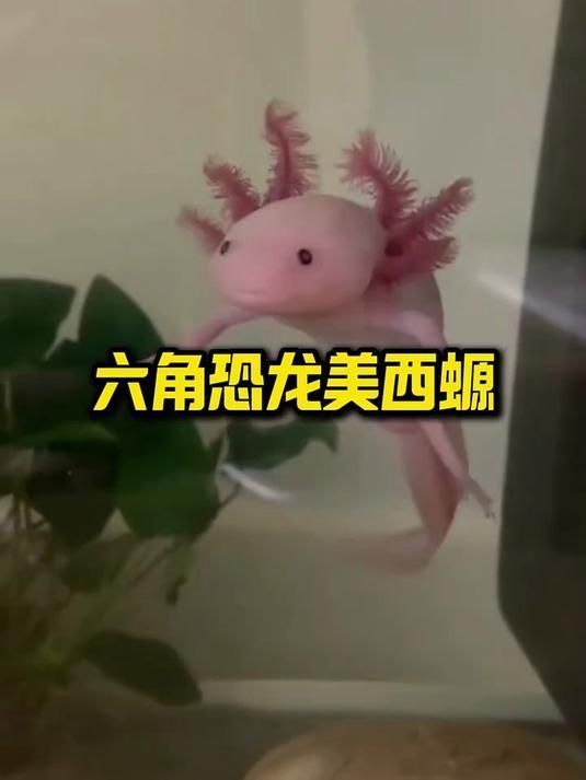 六腳恐龍魚在哪些地區可以找到？，六腳恐龍魚，你了解多少？