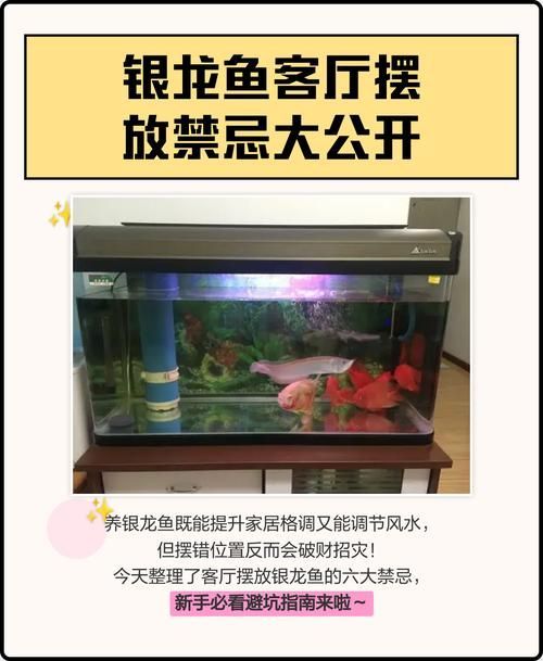 如何預防銀龍魚嘴巴受傷？，如何預防銀龍魚嘴巴受傷