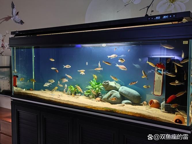 如何預防銀龍魚嘴巴受傷？，如何預防銀龍魚嘴巴受傷