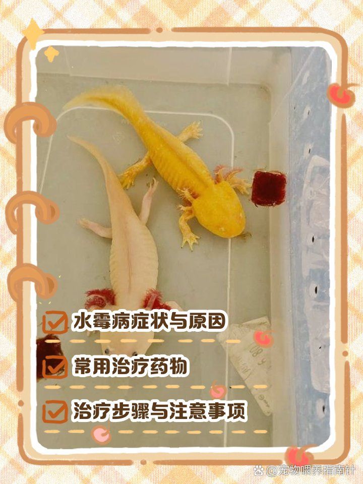 龍魚真菌最怕三個東西，龍魚真菌最怕的三個東西