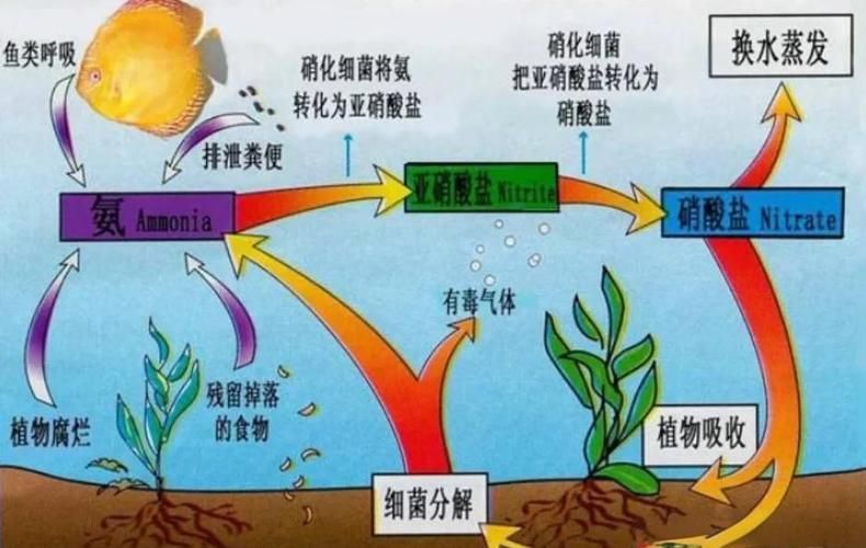 魚(yú)缸養(yǎng)魚(yú)有哪些禁忌