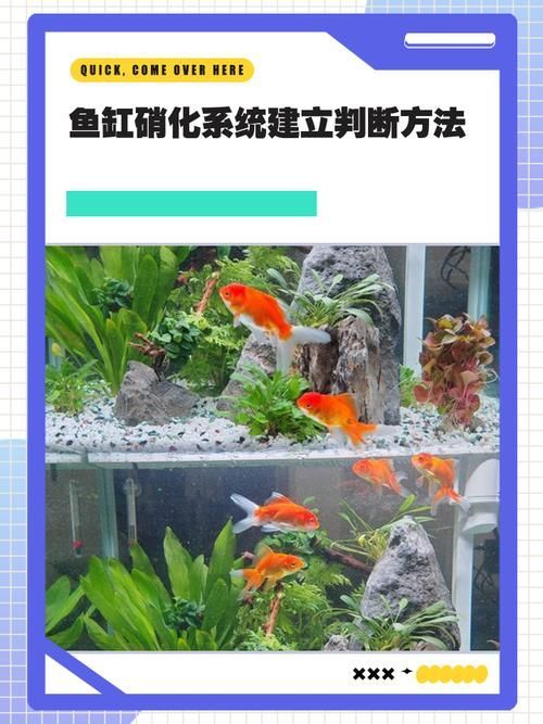 魚(yú)缸養(yǎng)魚(yú)有哪些禁忌