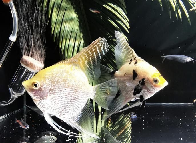 魚(yú)缸養(yǎng)魚(yú)有哪些禁忌