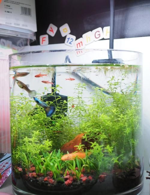 魚(yú)缸養(yǎng)魚(yú)有哪些禁忌