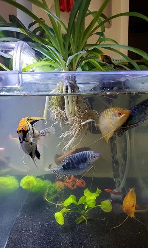 魚(yú)缸養(yǎng)魚(yú)有哪些禁忌