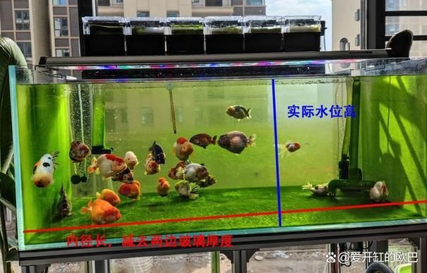 魚(yú)缸養(yǎng)魚(yú)有哪些禁忌