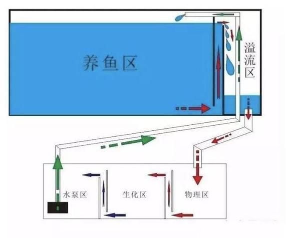 魚(yú)缸養(yǎng)魚(yú)有哪些禁忌