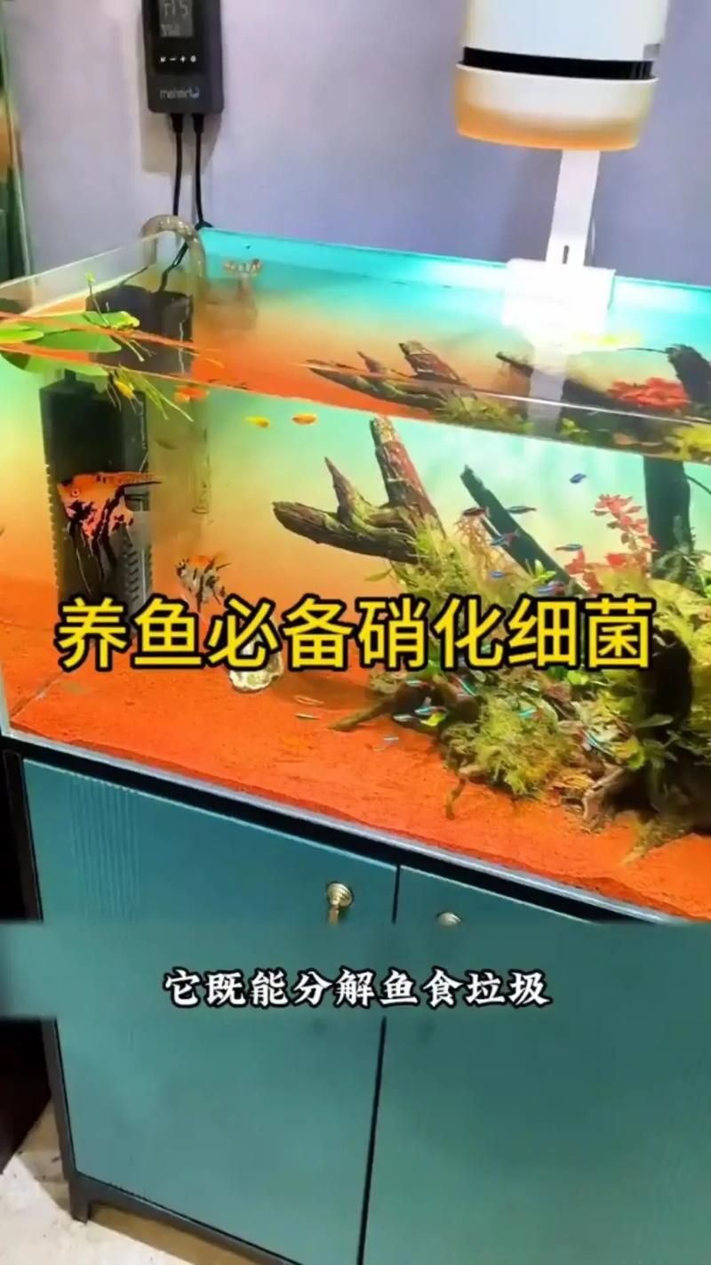 魚(yú)缸養(yǎng)魚(yú)有哪些禁忌