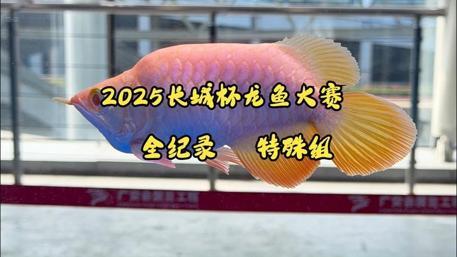 2025年長城杯龍魚大賽有何亮點？，2025年“長城杯”龍魚錦標賽