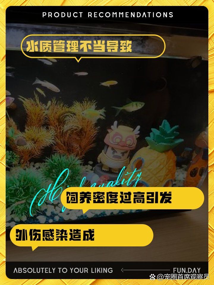 四大家魚爛身的原因，四大家魚爛身原因及解決方法