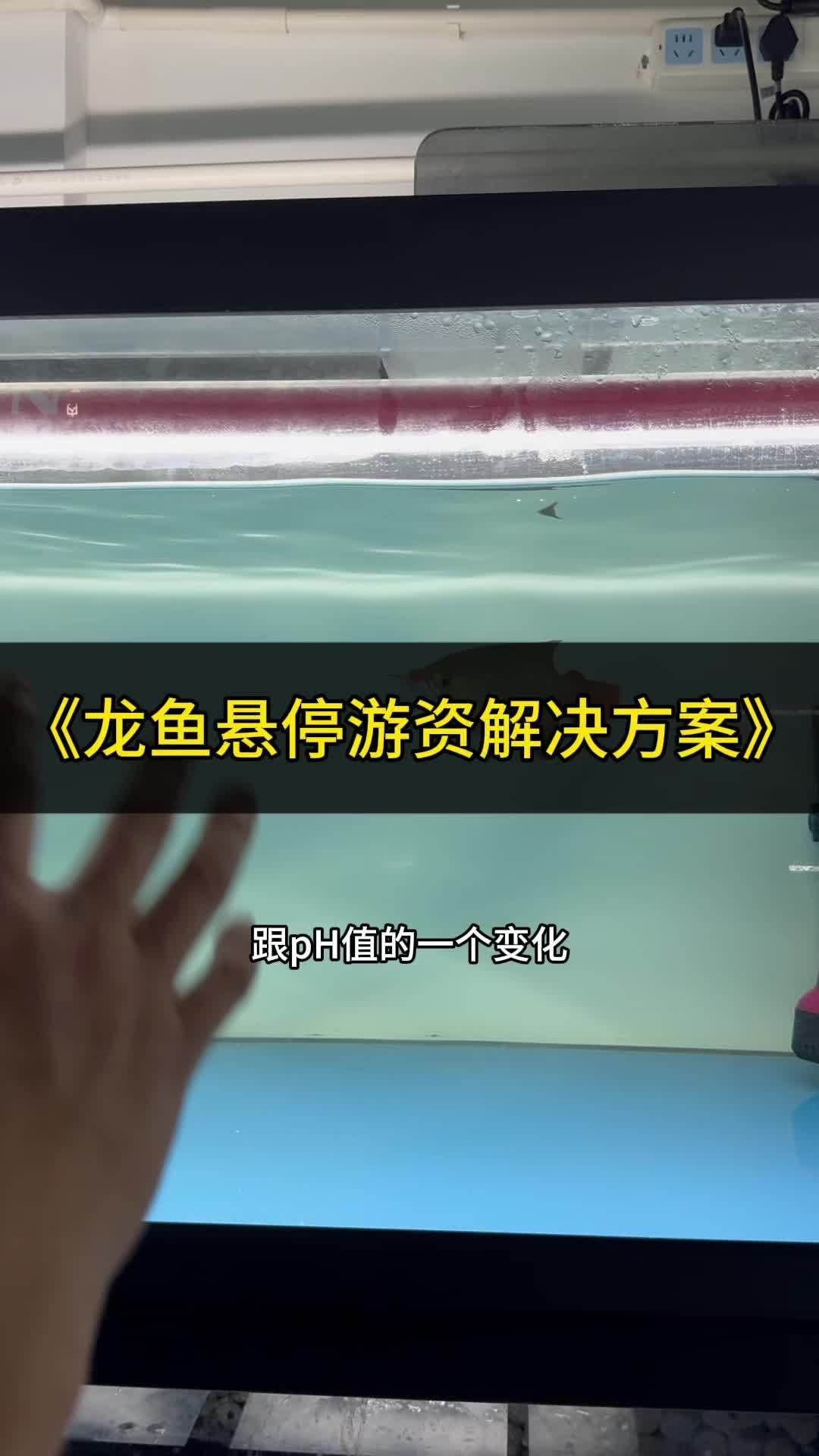 龍魚懸浮不動需要換水嗎？，龍魚懸浮不動需要換水嗎龍魚懸浮不動需要換水嗎