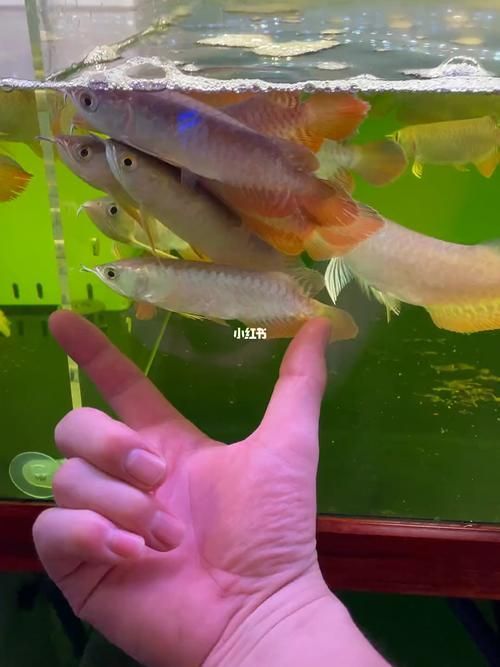 給我提供1-2cm金龍魚(yú)幼苗的圖片，1-2cm金龍魚(yú)幼苗的飼養(yǎng)方法