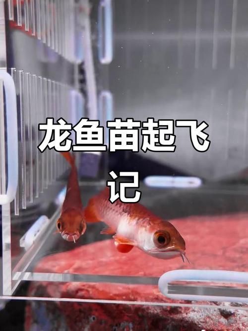 給我提供1-2cm金龍魚(yú)幼苗的圖片，1-2cm金龍魚(yú)幼苗的飼養(yǎng)方法