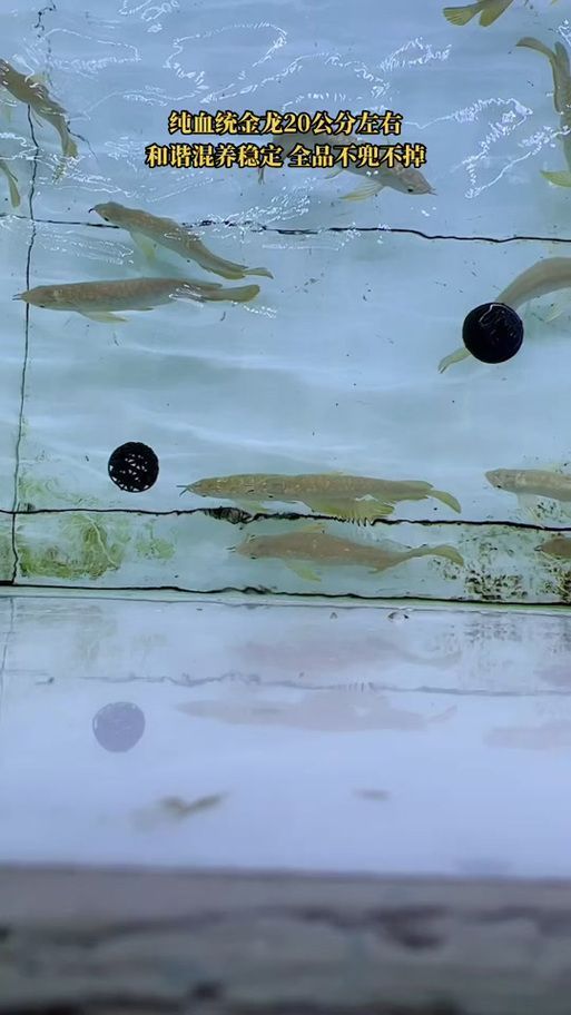 給我提供1-2cm金龍魚(yú)幼苗的圖片，1-2cm金龍魚(yú)幼苗的飼養(yǎng)方法