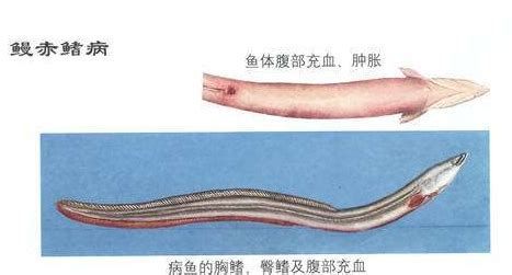 龍魚充血和充血區(qū)別，關(guān)于龍魚充血和充血的詳細(xì)解析