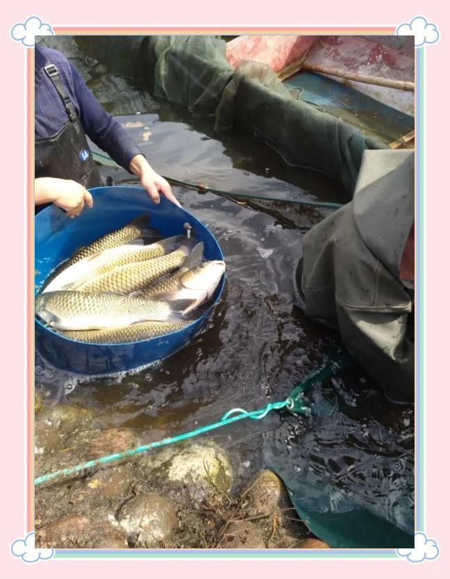 魚鰓蓋爛了個洞后如何護理，魚鰓蓋爛了個洞后需要采取一些措施來幫助修復和保護它