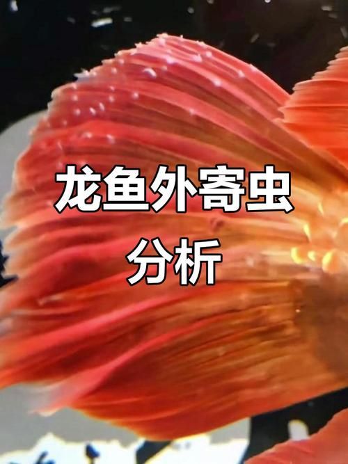 給我一份龍魚寄生蟲對照圖鑒，如何判斷龍魚寄生蟲感染