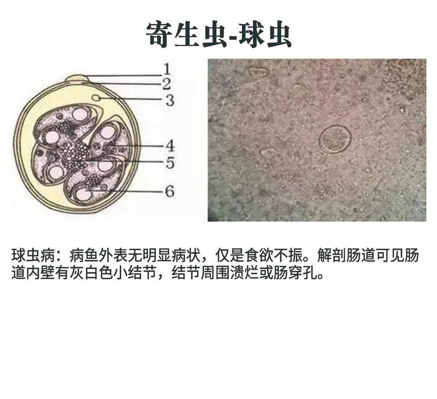 給我一份龍魚寄生蟲對照圖鑒，如何判斷龍魚寄生蟲感染