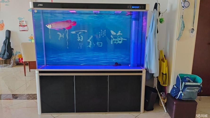 過背金龍藍底養(yǎng)殖需要哪些設(shè)備，過背金龍藍底養(yǎng)殖需要哪些設(shè)備思考完成百度愛采購