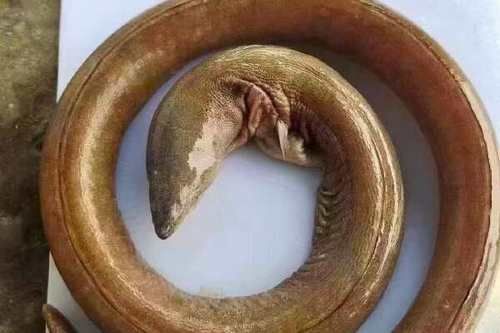 如何辨別真假福建土龍魚？，如何辨別真假福建土龍魚