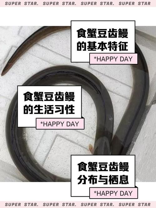 如何辨別真假福建土龍魚？，如何辨別真假福建土龍魚