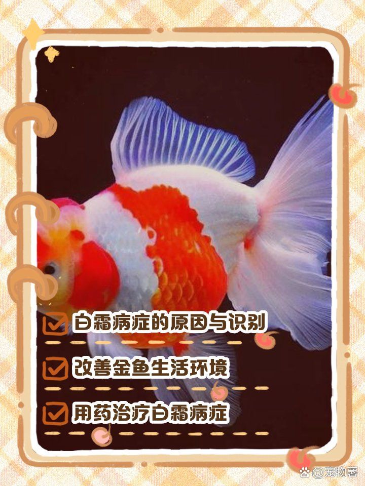 金魚身上有白色霜狀怎么治，寵物生活妙招，金魚身上有白色霜狀怎么治