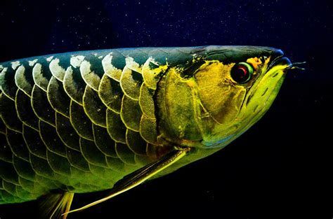 龍魚翻腮最怕三個(gè)辦法，龍魚翻腮怎么辦