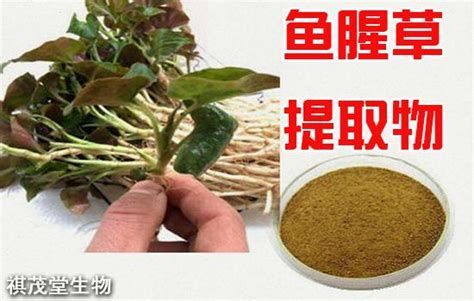 龍魚翻腮最怕三個(gè)辦法，龍魚翻腮怎么辦