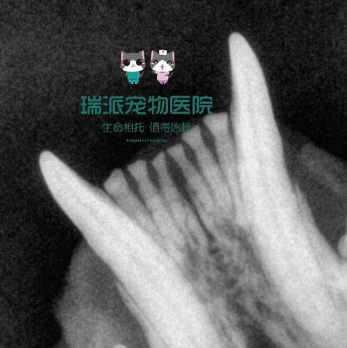 龍貓先天性疾病有哪些常見類型，龍貓先天性疾病、胸腔積液、脾臟栓塞類型思考完成