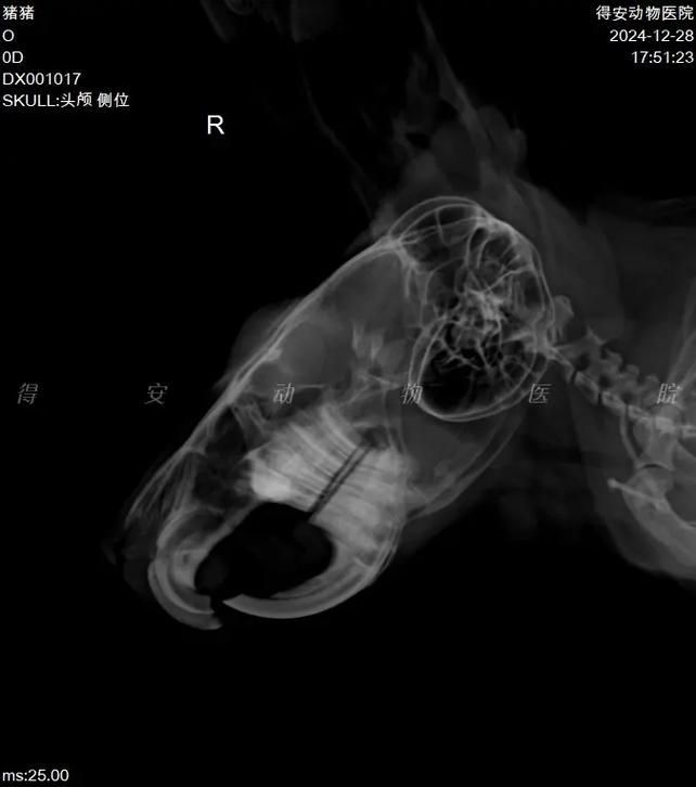 龍貓先天性疾病有哪些常見類型，龍貓先天性疾病、胸腔積液、脾臟栓塞類型思考完成
