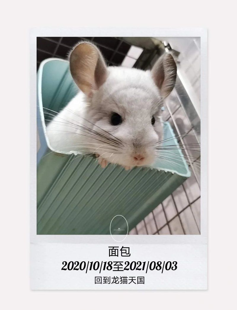 龍貓先天性疾病有哪些常見類型，龍貓先天性疾病、胸腔積液、脾臟栓塞類型思考完成