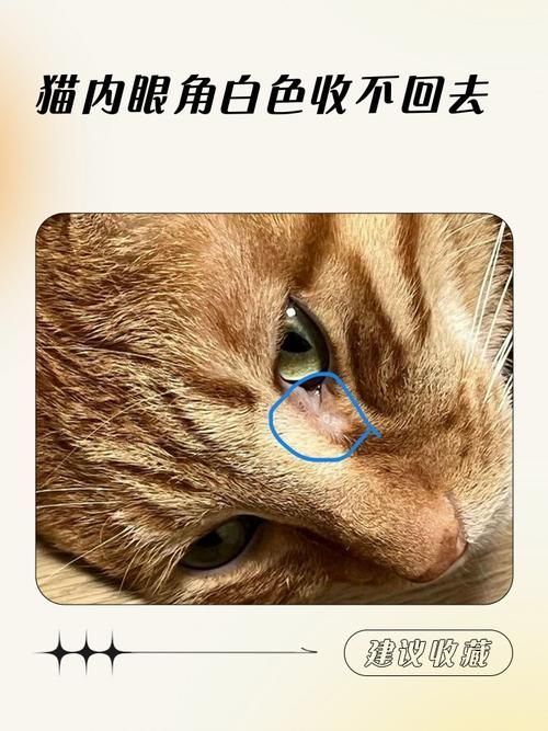 龍貓先天性疾病有哪些常見類型，龍貓先天性疾病、胸腔積液、脾臟栓塞類型思考完成