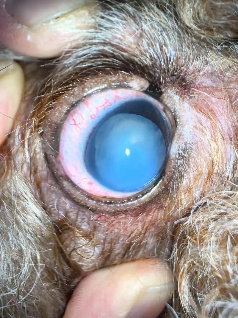 龍貓先天性疾病有哪些常見類型，龍貓先天性疾病、胸腔積液、脾臟栓塞類型思考完成
