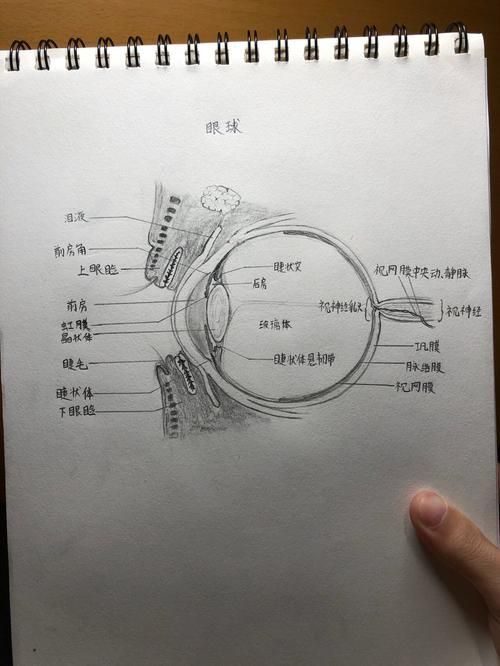 龍貓先天性疾病有哪些常見類型，龍貓先天性疾病、胸腔積液、脾臟栓塞類型思考完成
