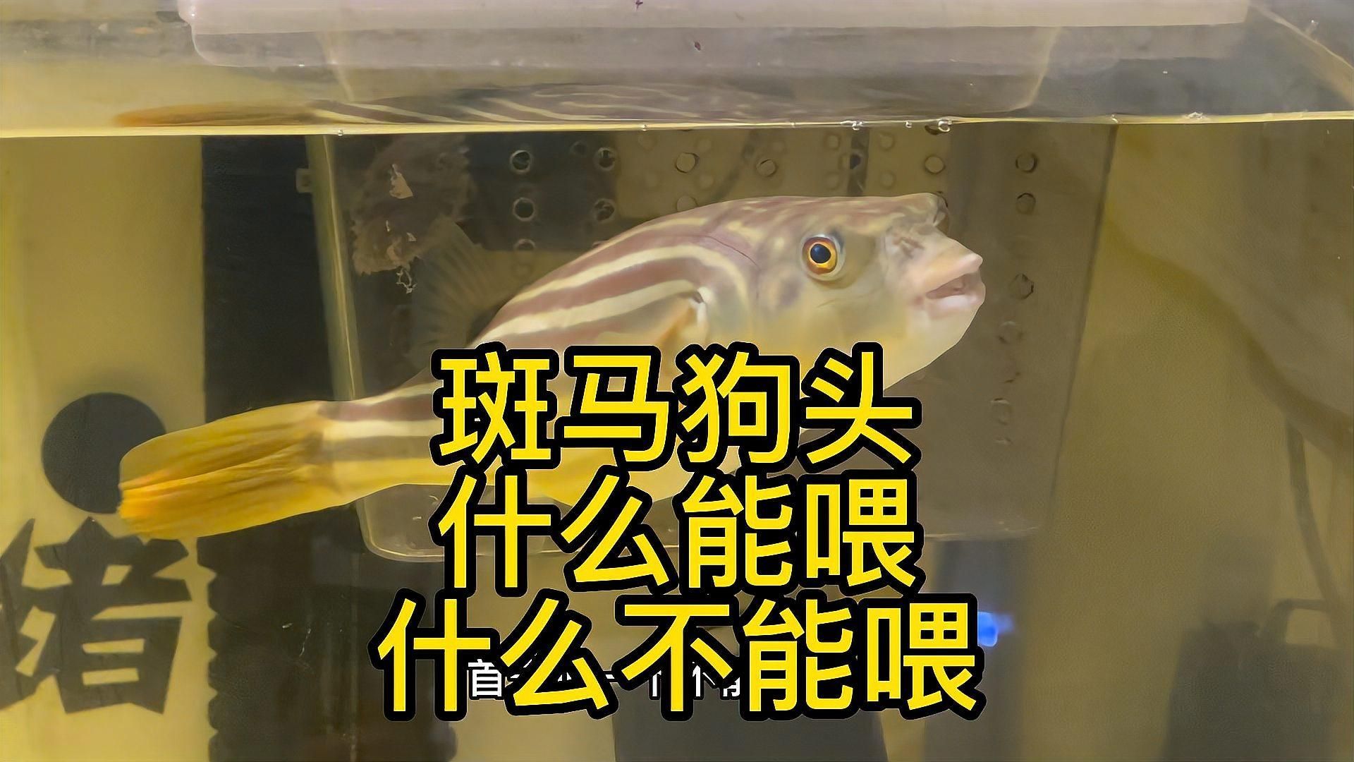 斑馬狗頭魚多久喂一次？